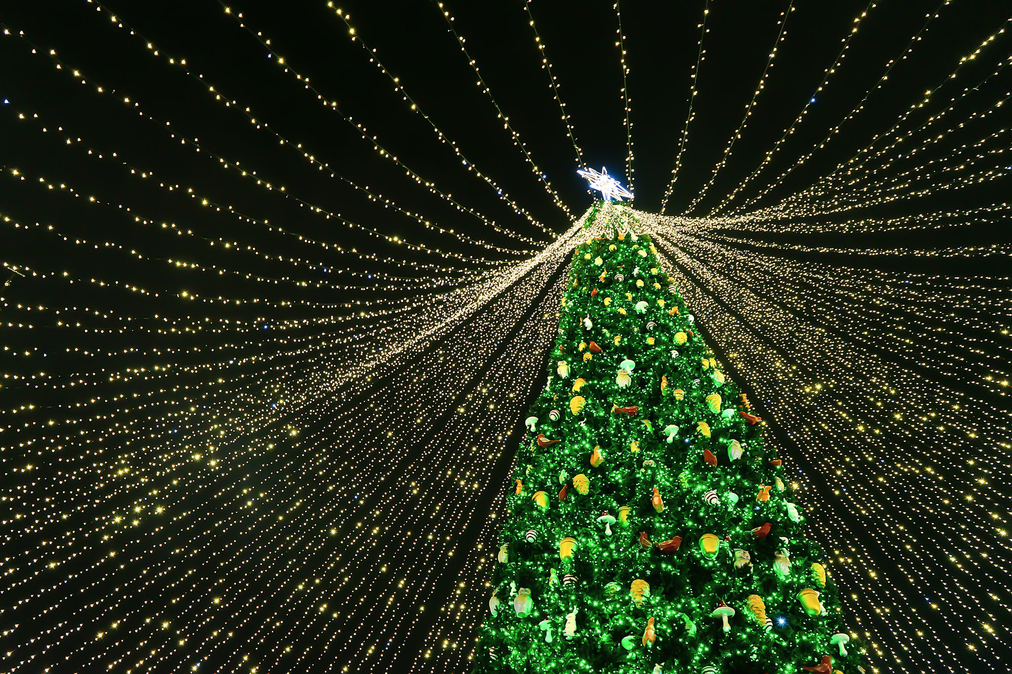 Holiday lights of the city Christmas tree.